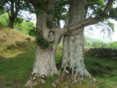 trees