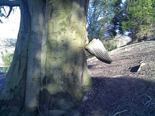 treewings