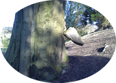 Tree wings
